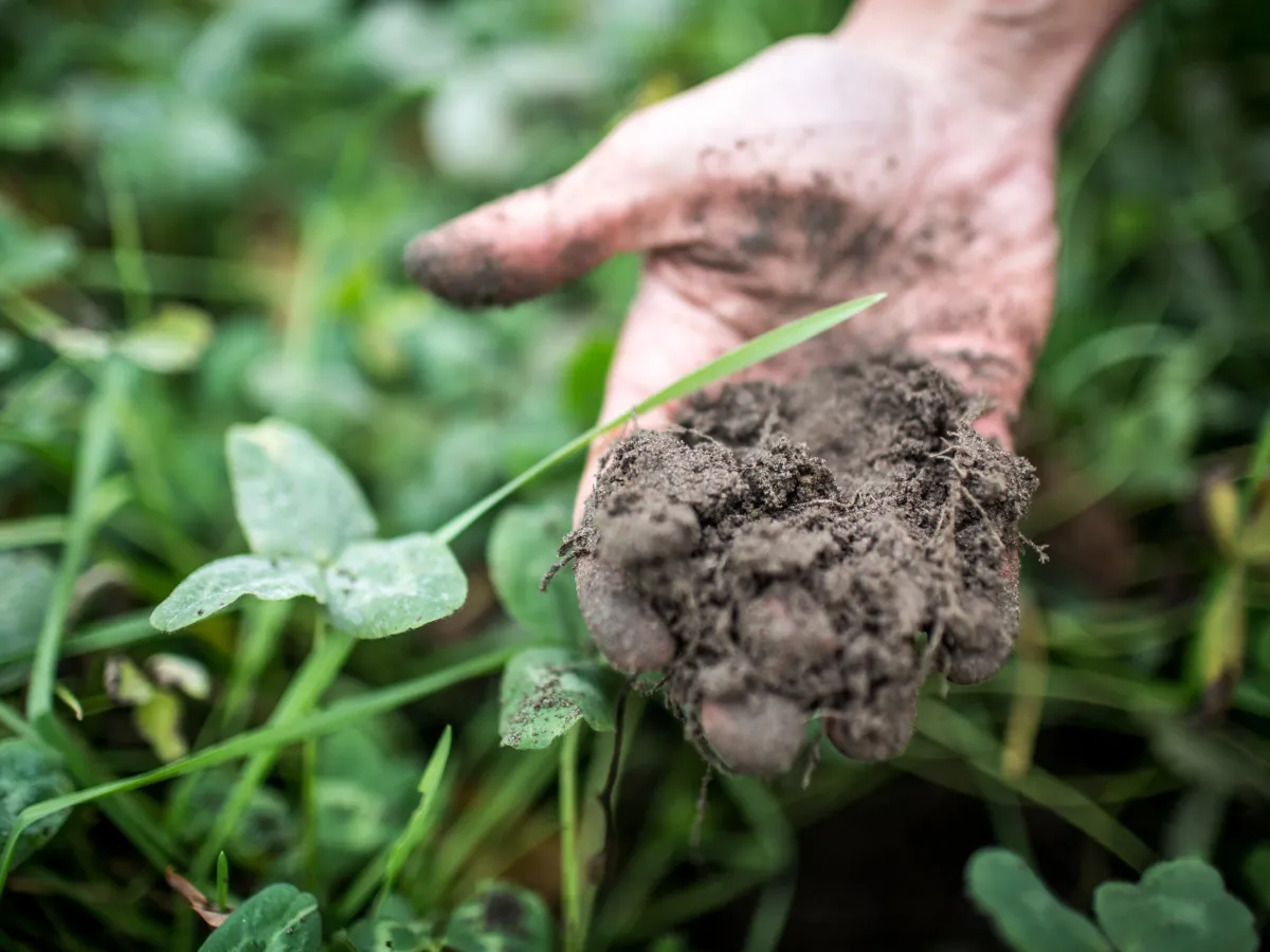 Eine Hand mit Erde schwebt über grüner Wiese.